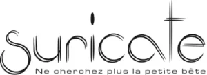 Suricate Studio : Agence de communication digitale